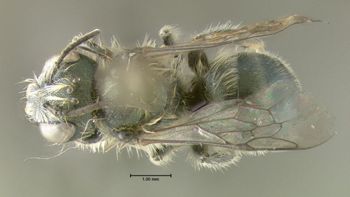 Media type: image;   Entomology 610944 Aspect: habitus dorsal view